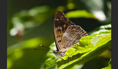 Kleiner Schillerfalter (Apatura ilia)