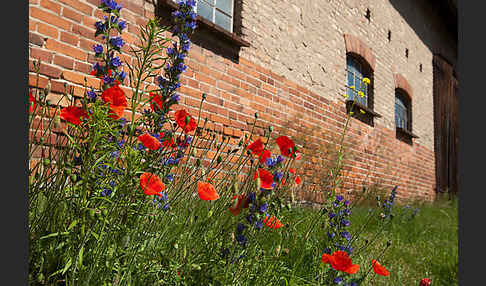 Gewöhnlicher Natternkopf (Echium vulgare)