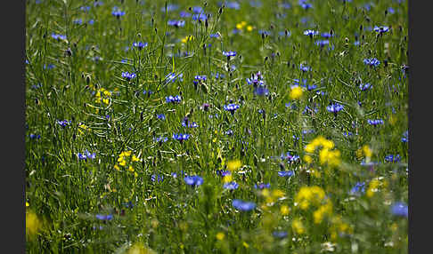 Kornblume (Centaurea cyanus)