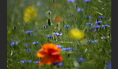 Kornblume (Centaurea cyanus)