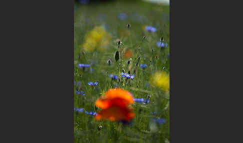 Kornblume (Centaurea cyanus)