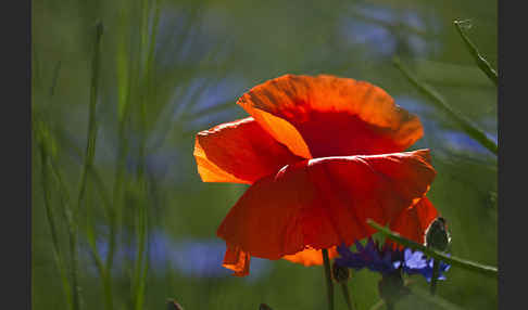 Kornblume (Centaurea cyanus)