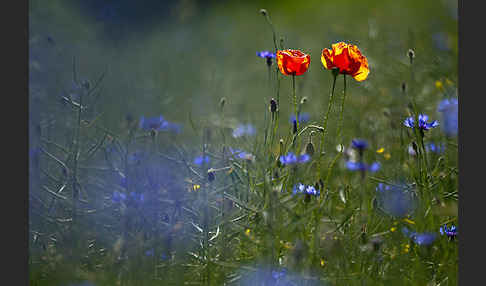 Kornblume (Centaurea cyanus)