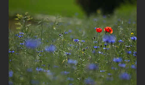 Kornblume (Centaurea cyanus)