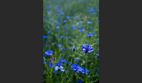 Kornblume (Centaurea cyanus)