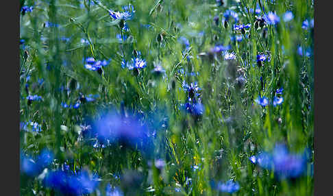 Kornblume (Centaurea cyanus)