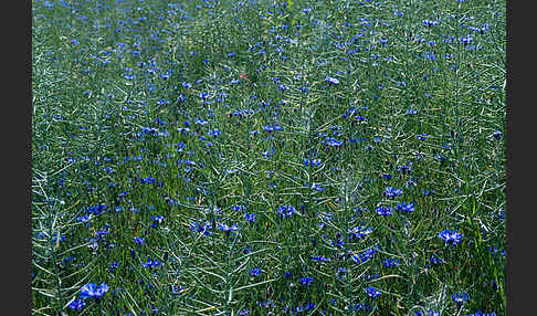 Kornblume (Centaurea cyanus)