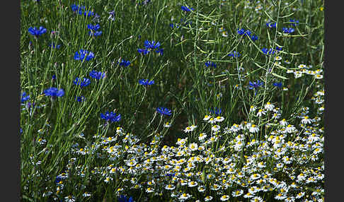 Kornblume (Centaurea cyanus)