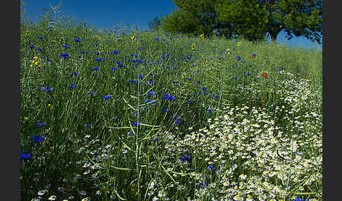 Kornblume (Centaurea cyanus)