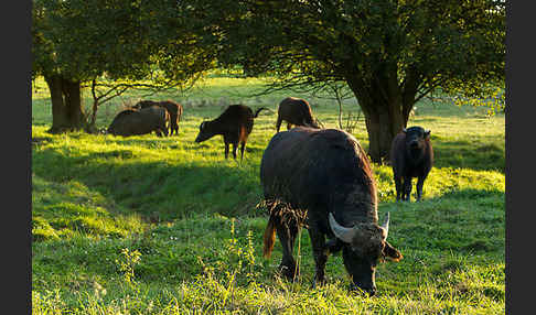 Karpatenbüffel (Bubalus arnee sspec.)