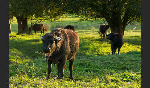 Karpatenbüffel (Bubalus arnee sspec.)