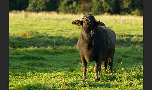 Karpatenbüffel (Bubalus arnee sspec.)