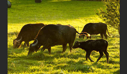 Karpatenbüffel (Bubalus arnee sspec.)