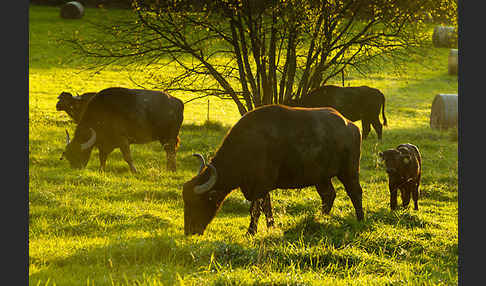 Karpatenbüffel (Bubalus arnee sspec.)