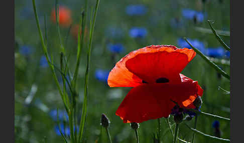 Kornblume (Centaurea cyanus)