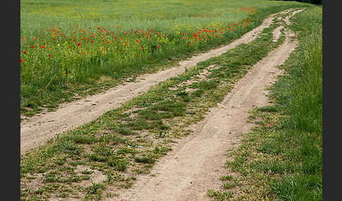 Klatsch-Mohn (Papaver rhoeas)