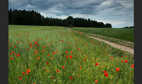 Klatsch-Mohn (Papaver rhoeas)