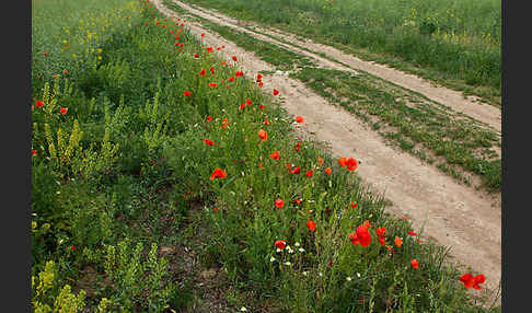 Klatsch-Mohn (Papaver rhoeas)