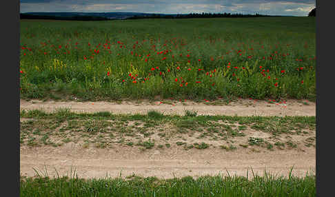 Klatsch-Mohn (Papaver rhoeas)