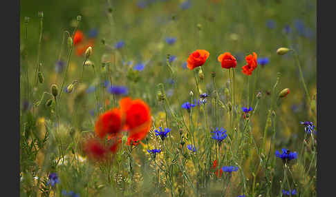 Kornblume (Centaurea cyanus)