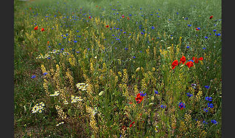 Kornblume (Centaurea cyanus)