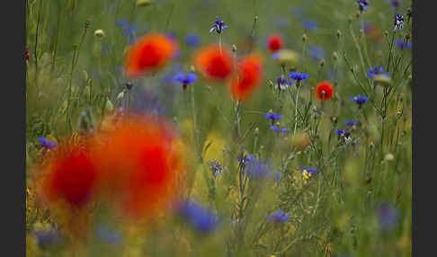 Kornblume (Centaurea cyanus)