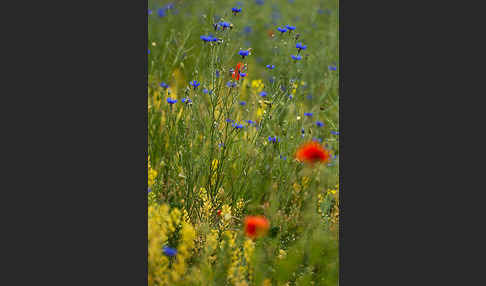 Kornblume (Centaurea cyanus)