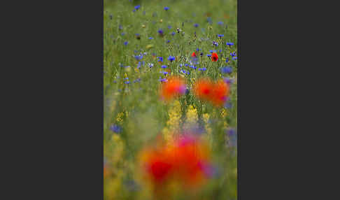 Kornblume (Centaurea cyanus)