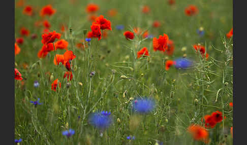 Kornblume (Centaurea cyanus)