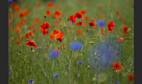 Kornblume (Centaurea cyanus)