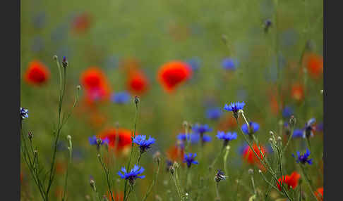 Kornblume (Centaurea cyanus)