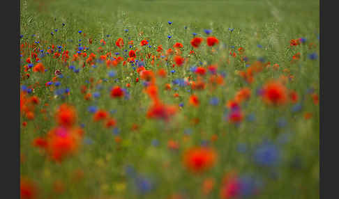 Kornblume (Centaurea cyanus)