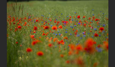 Kornblume (Centaurea cyanus)