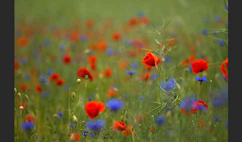 Kornblume (Centaurea cyanus)