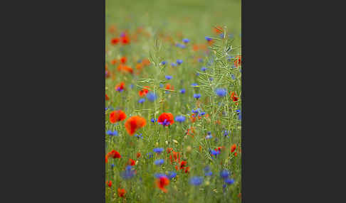 Kornblume (Centaurea cyanus)