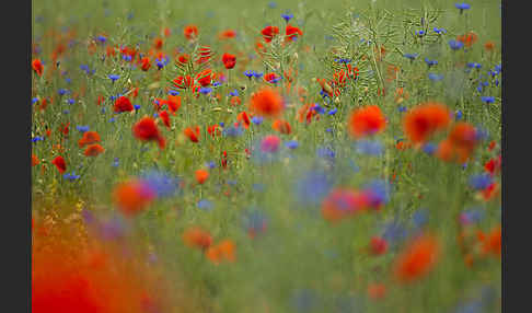 Kornblume (Centaurea cyanus)