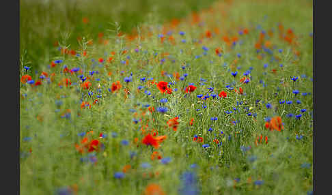 Kornblume (Centaurea cyanus)