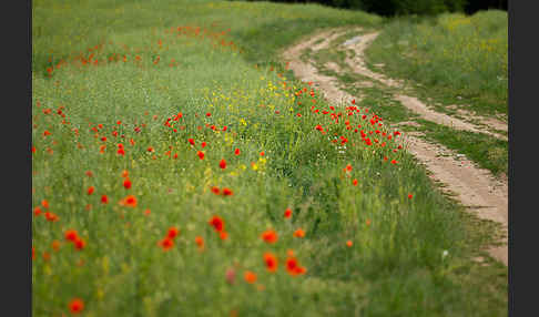 Klatsch-Mohn (Papaver rhoeas)