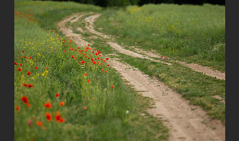 Klatsch-Mohn (Papaver rhoeas)