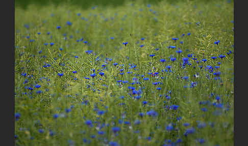 Kornblume (Centaurea cyanus)