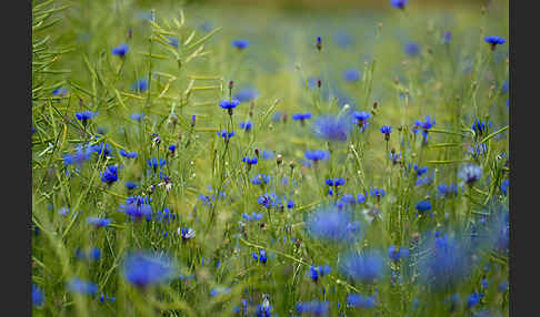 Kornblume (Centaurea cyanus)