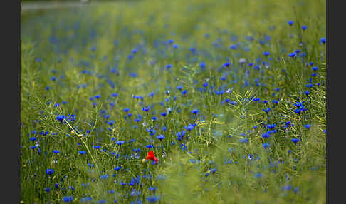 Kornblume (Centaurea cyanus)