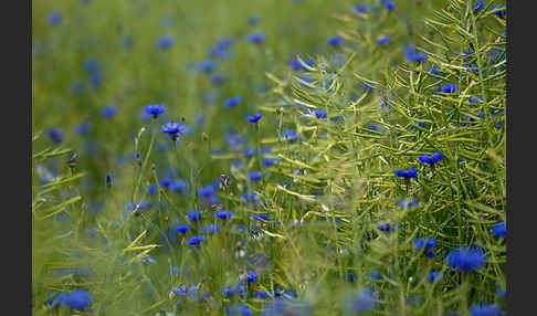 Kornblume (Centaurea cyanus)