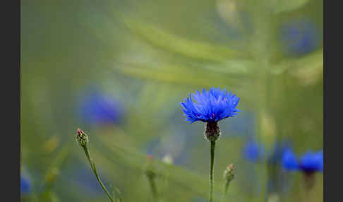 Kornblume (Centaurea cyanus)