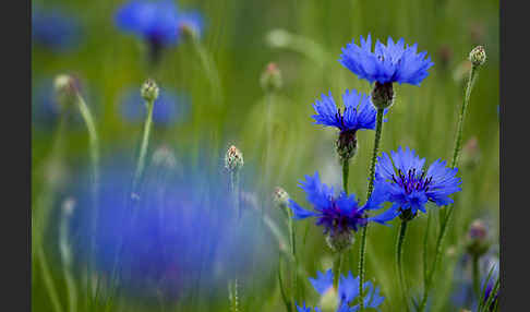 Kornblume (Centaurea cyanus)