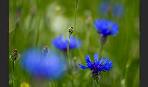 Kornblume (Centaurea cyanus)