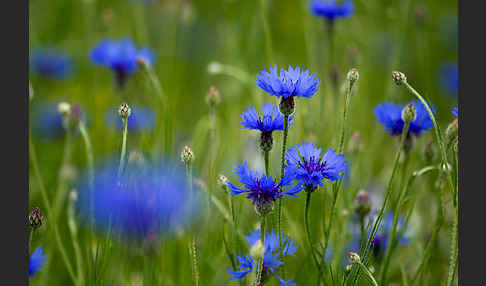 Kornblume (Centaurea cyanus)