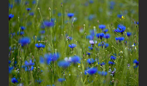 Kornblume (Centaurea cyanus)