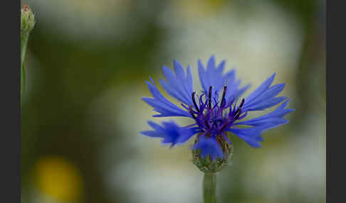 Hundskamille (Anthemis spec.)