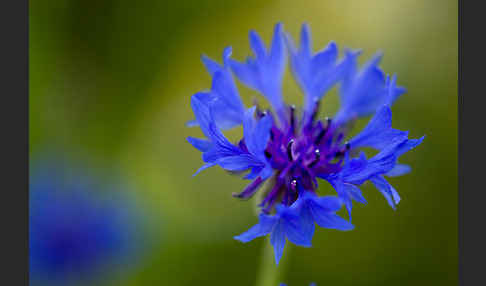 Kornblume (Centaurea cyanus)